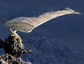 恐怖虫子电影图片，探索电影中的神秘生物恐怖虫子电影图片大全