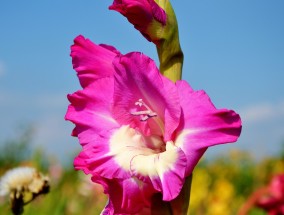 汝溪花卉与泰安市花卉日光大棚承建